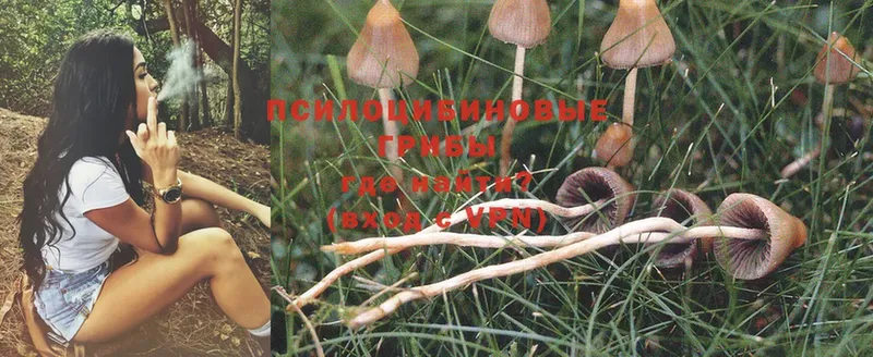 площадка как зайти  Каменск-Шахтинский  Галлюциногенные грибы MAGIC MUSHROOMS  наркота 